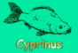 www.cyprinus.de